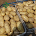 my test China alibaba fresh potato factory
